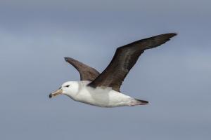 Albatros de ceja negra juvenil. Foto: Ivo Tejeda