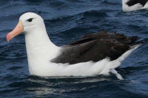 Albatros de ceja negra. Foto: Pablo Cáceres