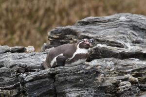 Pingüino de Humboldt. Foto: Ivo Tejeda