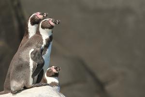 Pingüino de Humboldt. Foto: Pablo Cáceres