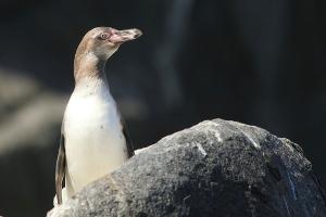 Pingüino de Humboldt (juvenil). Foto: Pablo Cáceres